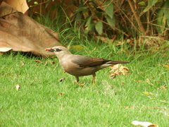 Burmese Myna photo 3