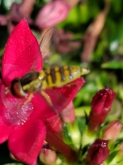 Toxomerus verticalis