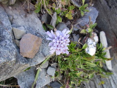 Scabiosa lacerifolia