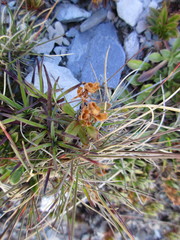 Veronica morrisonicola