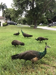 Pavo cristatus × muticus