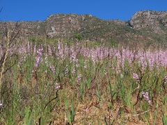 Watsonia marginata