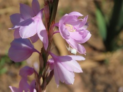 Watsonia marginata