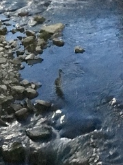 Nycticorax nycticorax