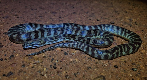 Children's Python sighting