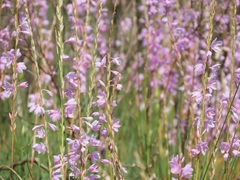 Watsonia marginata