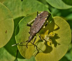 Dicranocephalus medius