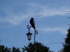Corvus corone