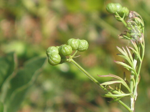 Bifora testiculata iNat (1)