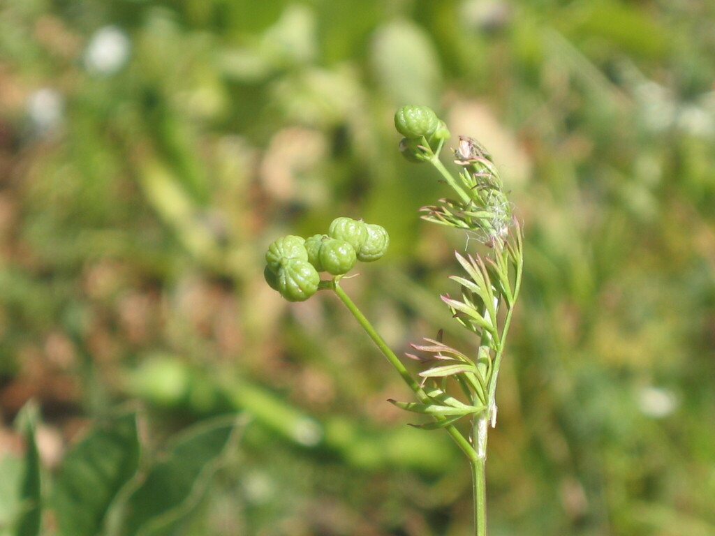 Bifora testiculata; photograph (c) zebedeugalinha, some rights reserved (CC BY)