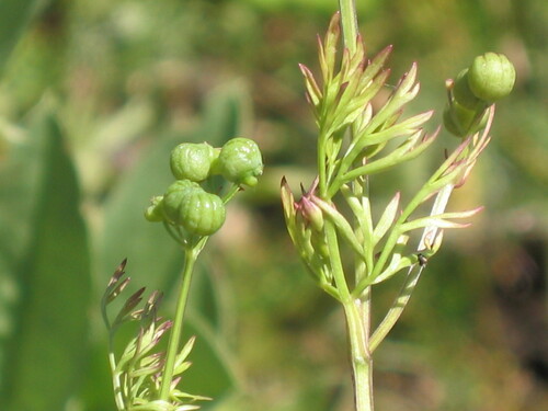 Bifora testiculata, photograph 2
