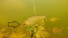 Spondyliosoma emarginatum