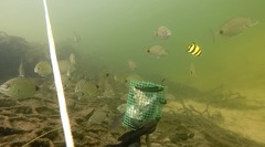 Oplegnathus robinsoni