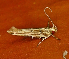 Anatrachyntis rileyi