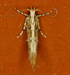 Anatrachyntis rileyi