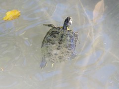 Trachemys scripta scripta