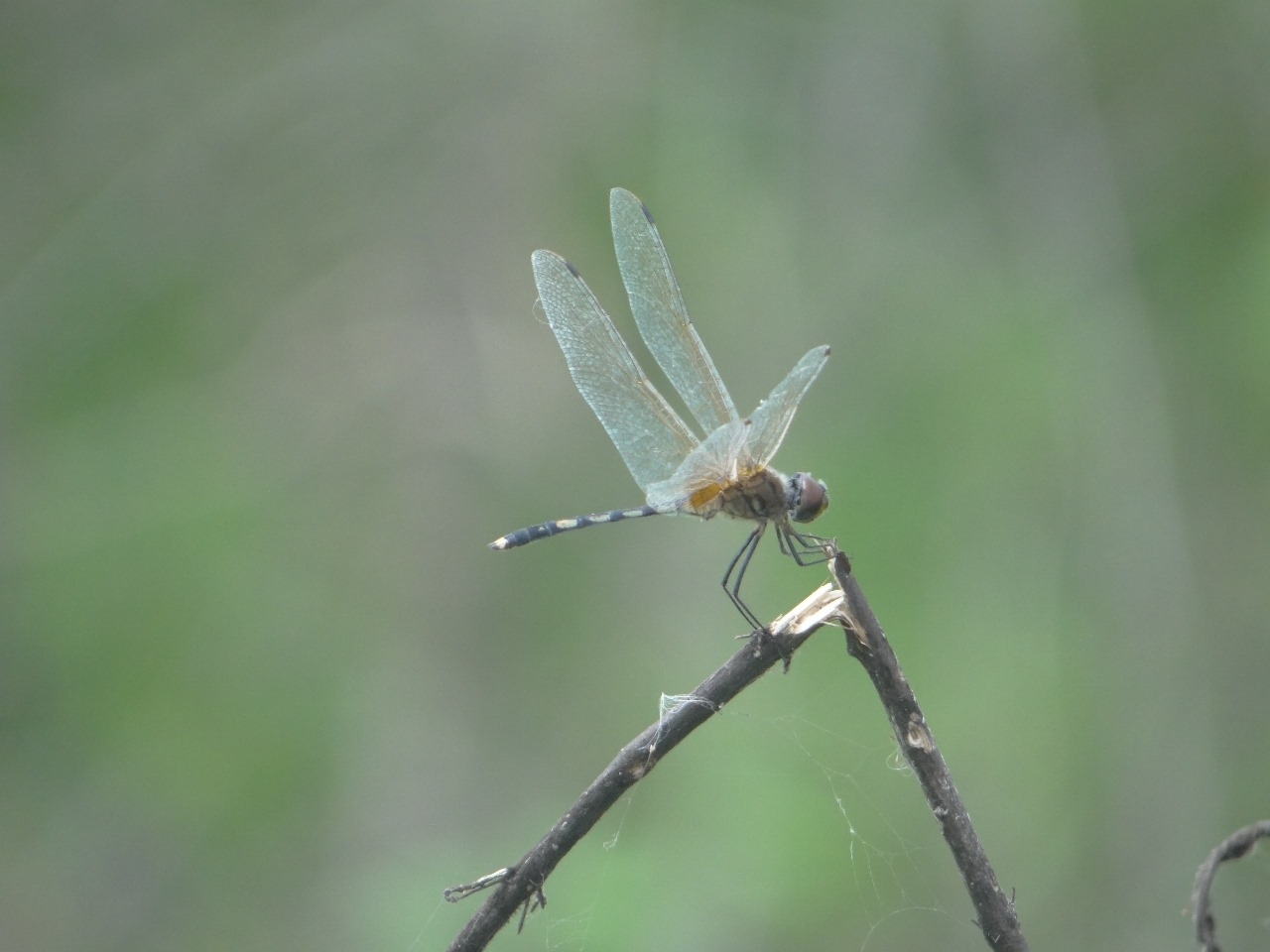 Long-Legged Marsh Glider