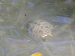 Trachemys scripta scripta
