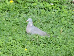 Columba palumbus