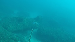 Chrysoblephus gibbiceps