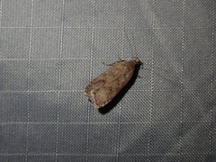 Dichomeris ventrellus