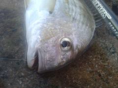 Rhabdosargus holubi