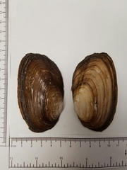 Uniomerus tetralasmus