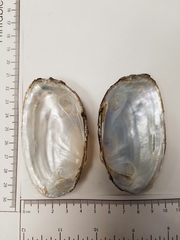 Uniomerus tetralasmus