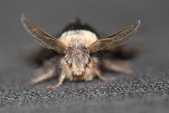 Poecilocampa populi
