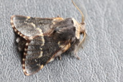 Poecilocampa populi