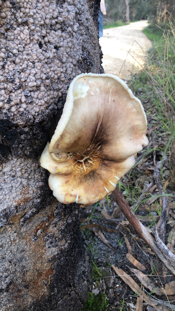 Omphalotus nidiformis · July 2025 · photo: © rob_beattie1 (iNaturalist, cc-by)
