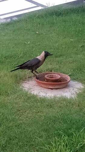 House Crow
