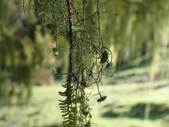 Usnea angulata
