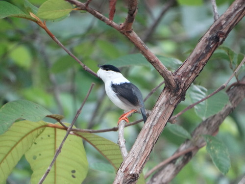 White-bearded Manakin