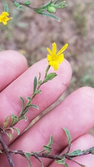 Croptilon rigidifolium