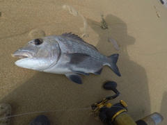 Sparodon durbanensis