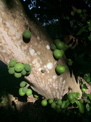 Ficus tremula