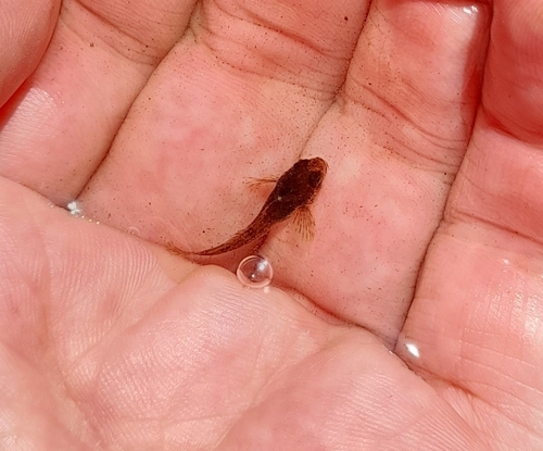 Chabot Bullhead