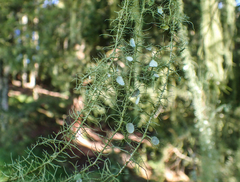 Usnea angulata