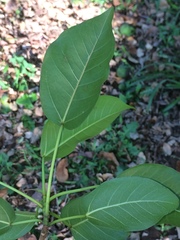 Ficus tremula