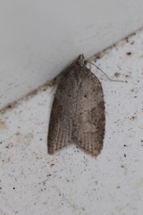 Acleris sparsana