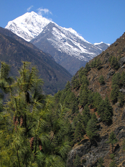 Pinus wallichiana