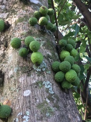 Ficus tremula