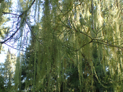 Usnea angulata