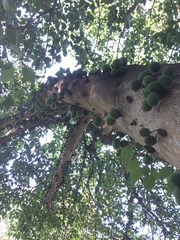 Ficus tremula