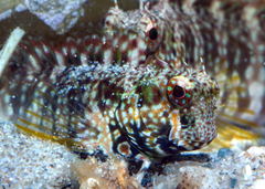 Spalding's Blenny photo 2