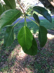 Ficus tremula