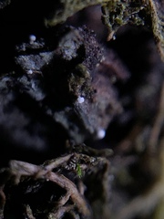 Dictyocatenulata alba