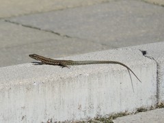 Podarcis muralis
