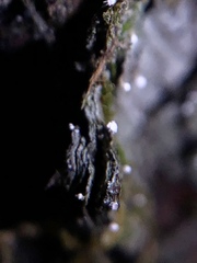 Dictyocatenulata alba